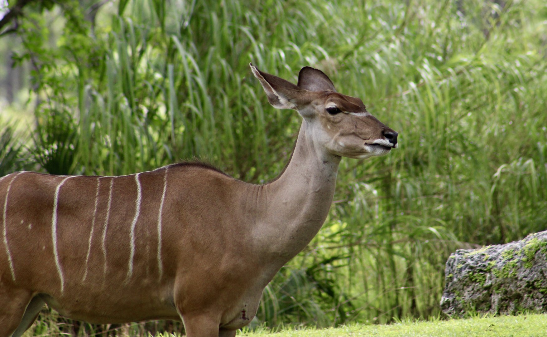 Greater Kudu (Tragelaphus strepsiceros) female