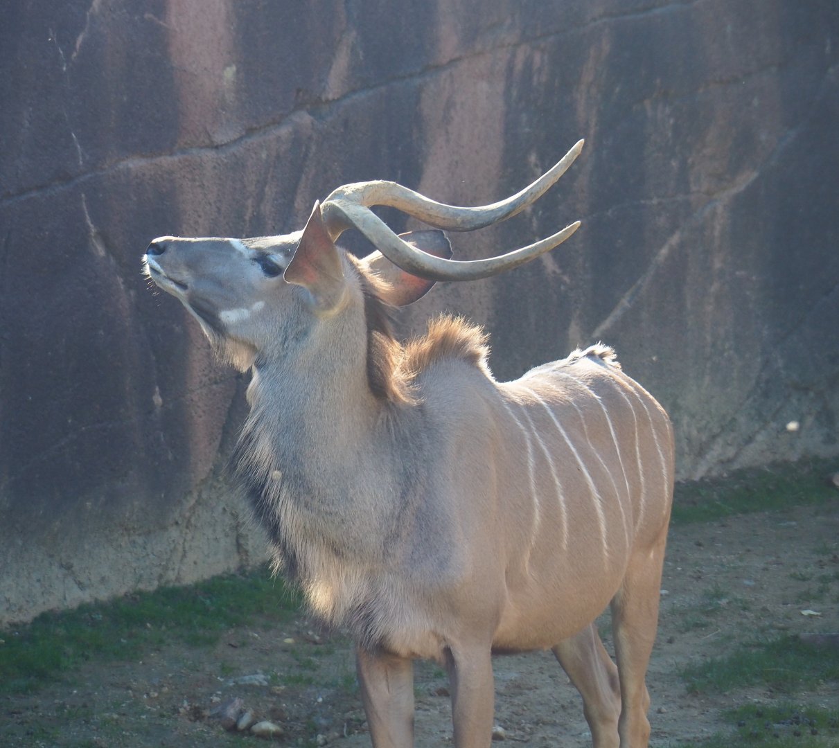 Greater kudu (Tragelaphus strepsiceros), Oct 13th, 2018