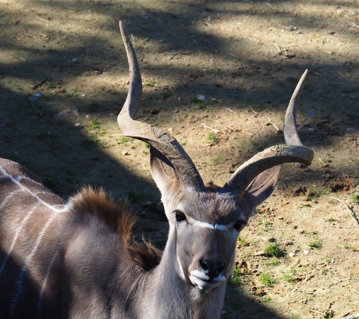 Greater kudu (Tragelaphus strepsiceros), Oct 13th, 2018