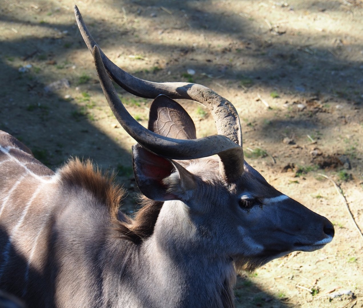 Greater kudu (Tragelaphus strepsiceros), Oct 13th, 2018