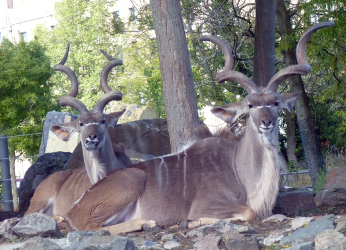 Greater kudu (Tragelaphus strepsiceros) two males