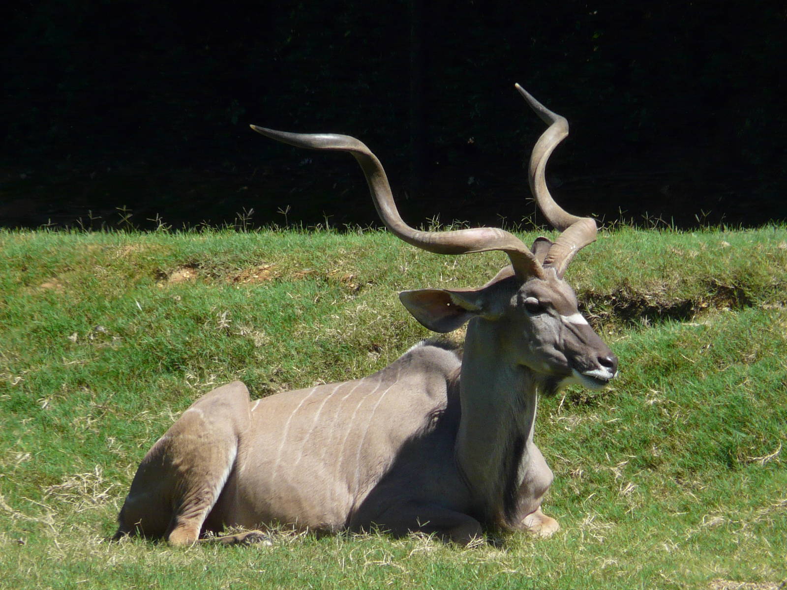 Greater kudu/ Tragelaphus strepsiceros