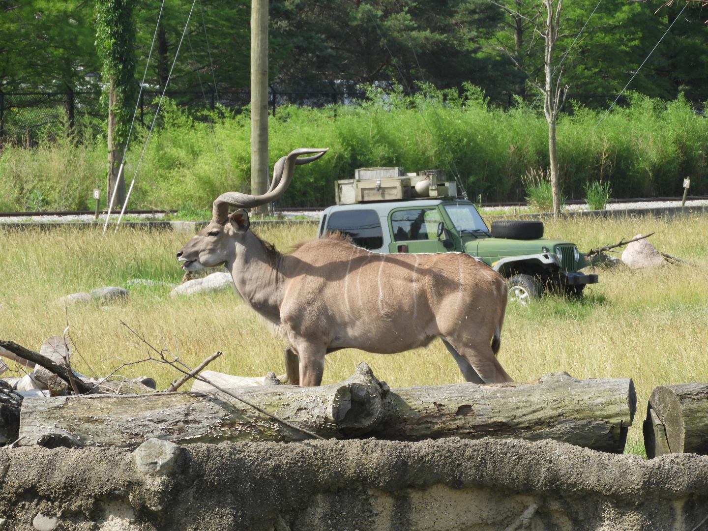 Greater Kudu (Tragelaphus strepsiceros)