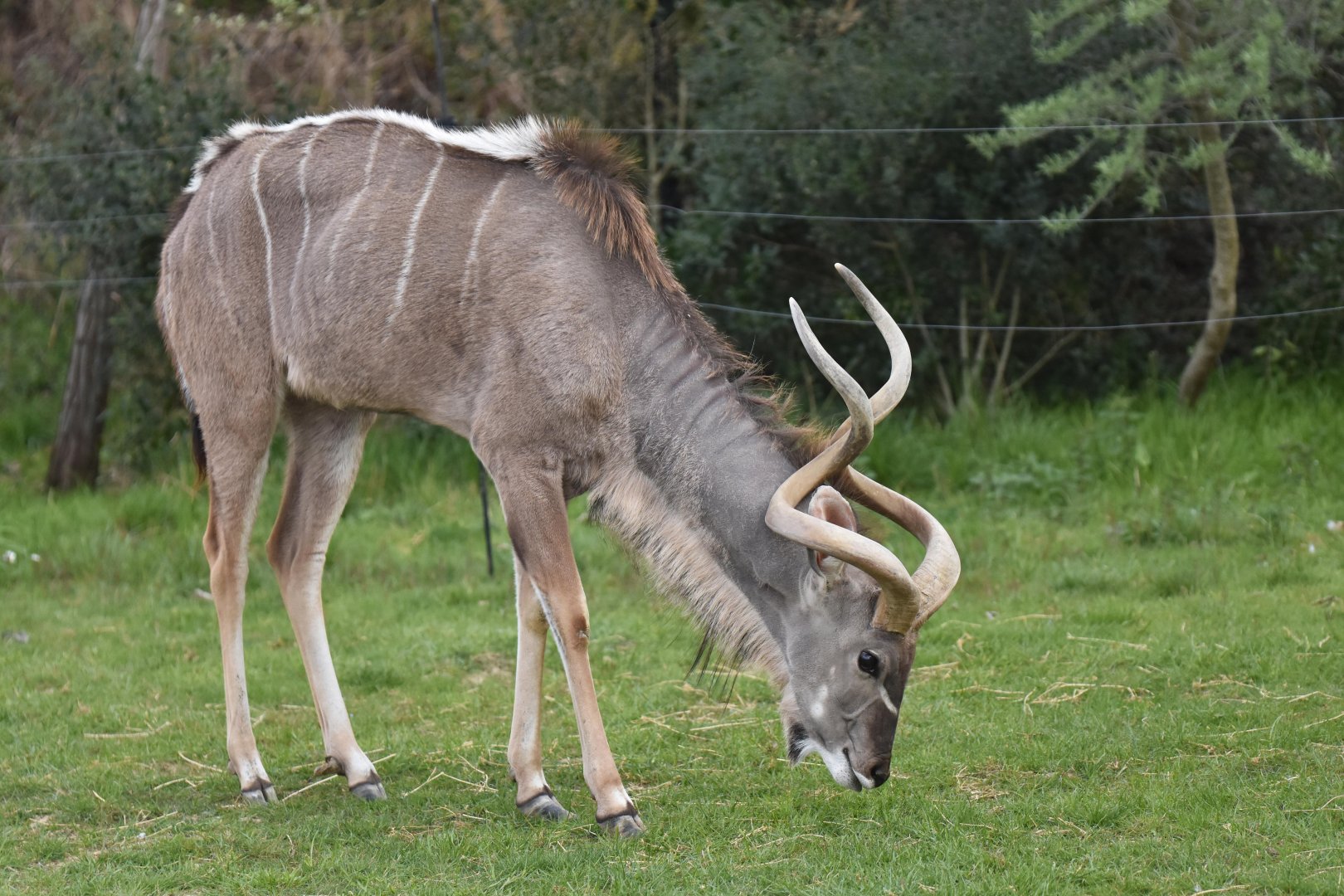 Greater kudu (Tragelaphus strepsiceros)