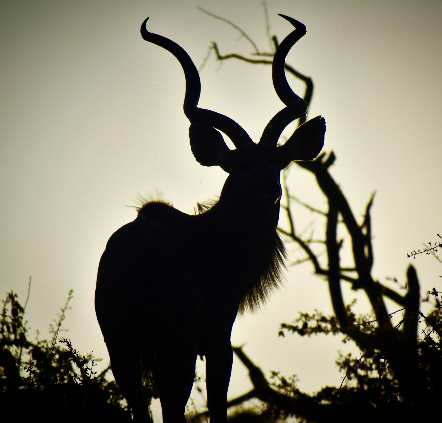 Greater Kudu (Tragelaphus strepsiceros)