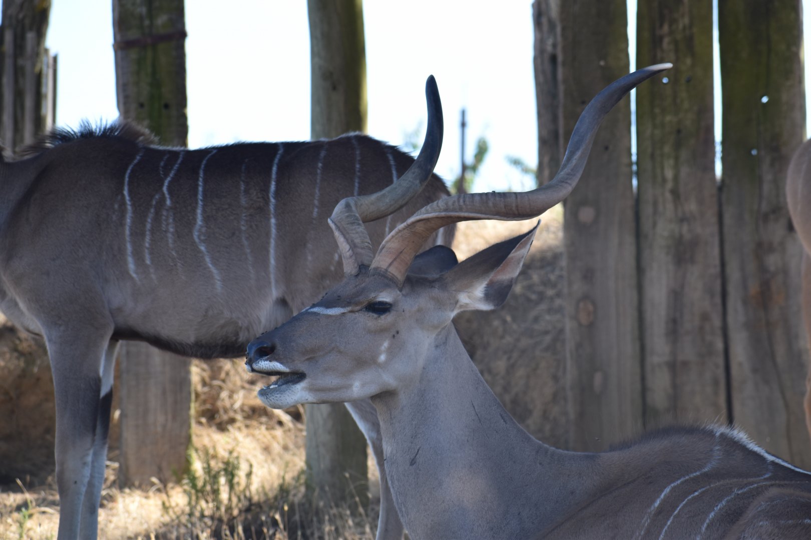 Greater kudu (Tragelaphus strepsiceros)