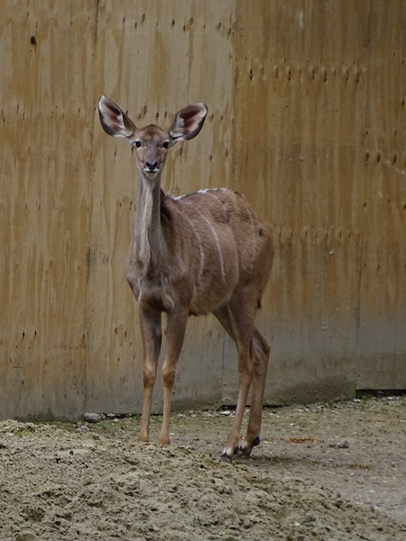 Greater kudu (Tragelaphus strepsiceros)