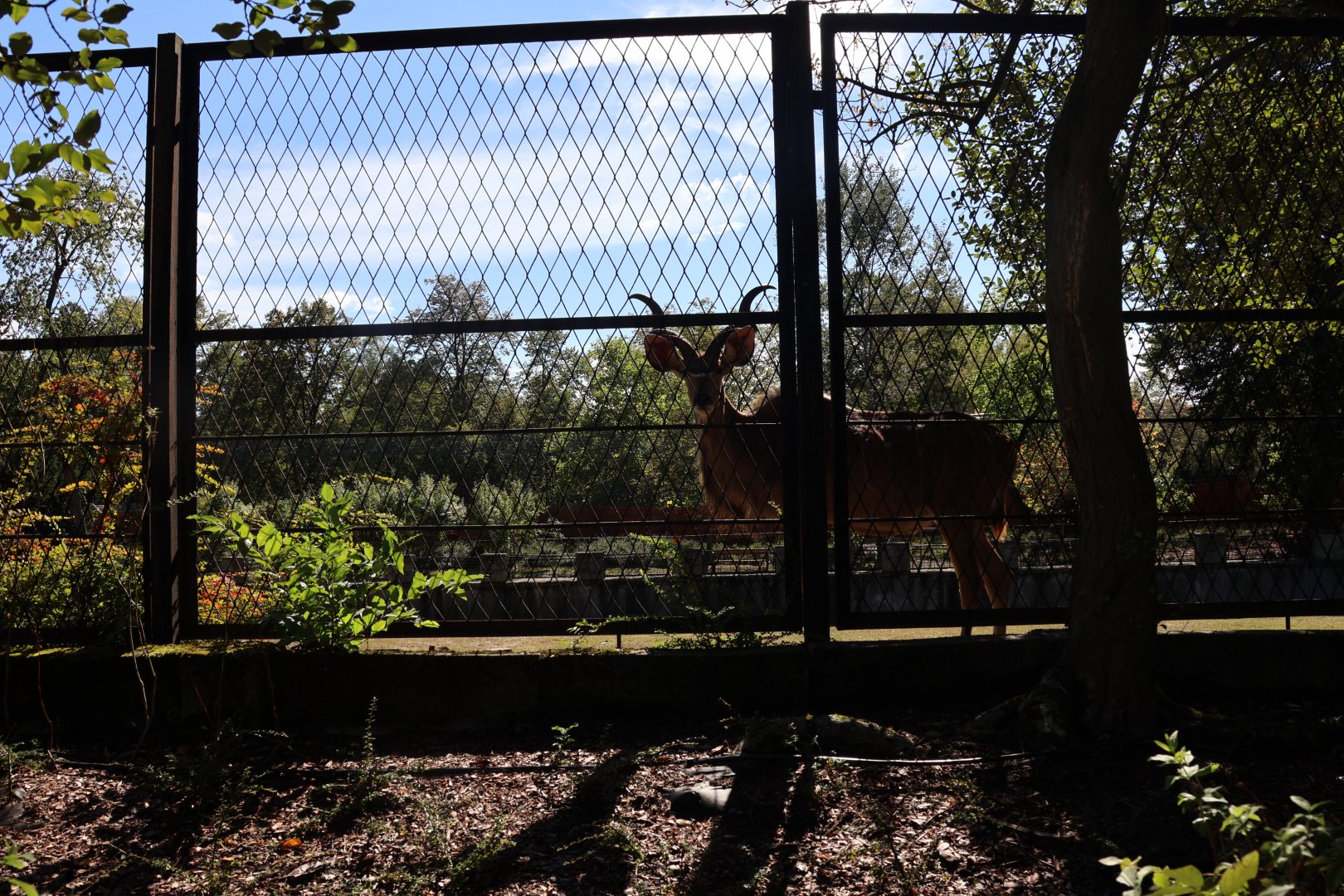 Greater Kudu (Tragelaphus strepsiceros)