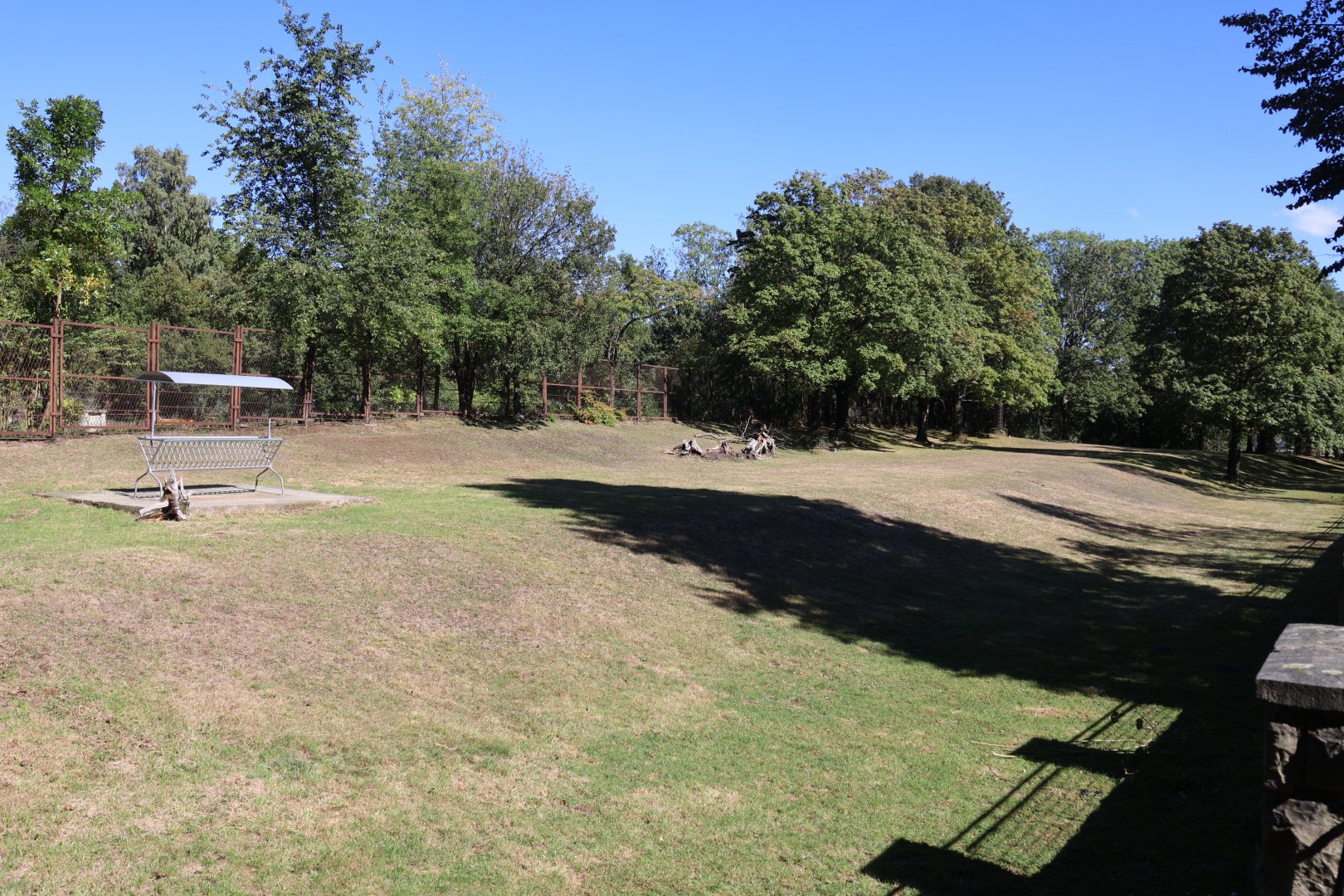 Greater Kudu (Tragelaphus strepsiceros)