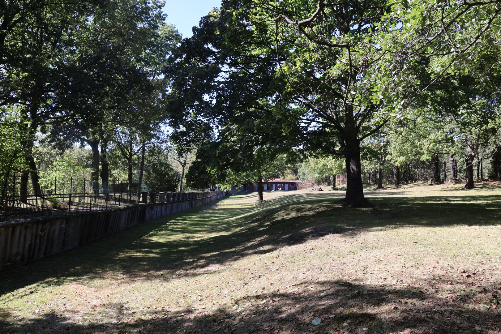 Greater Kudu (Tragelaphus strepsiceros)