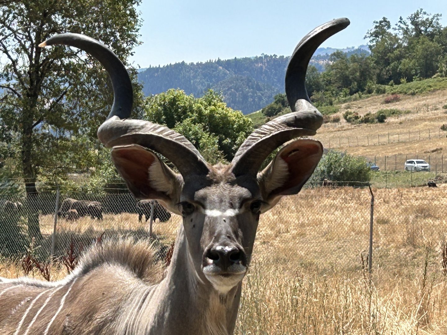 Greater kudu (Tragelaphus strepsiceros)