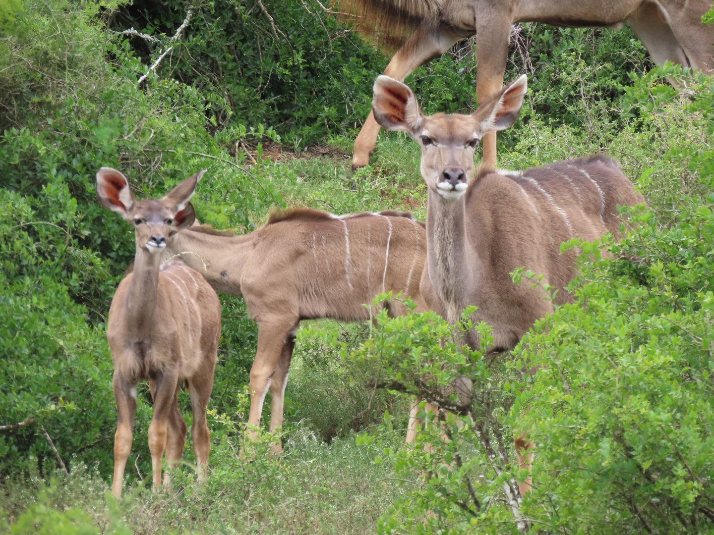 Greater kudu (Tragelaphus strepsiceros)
