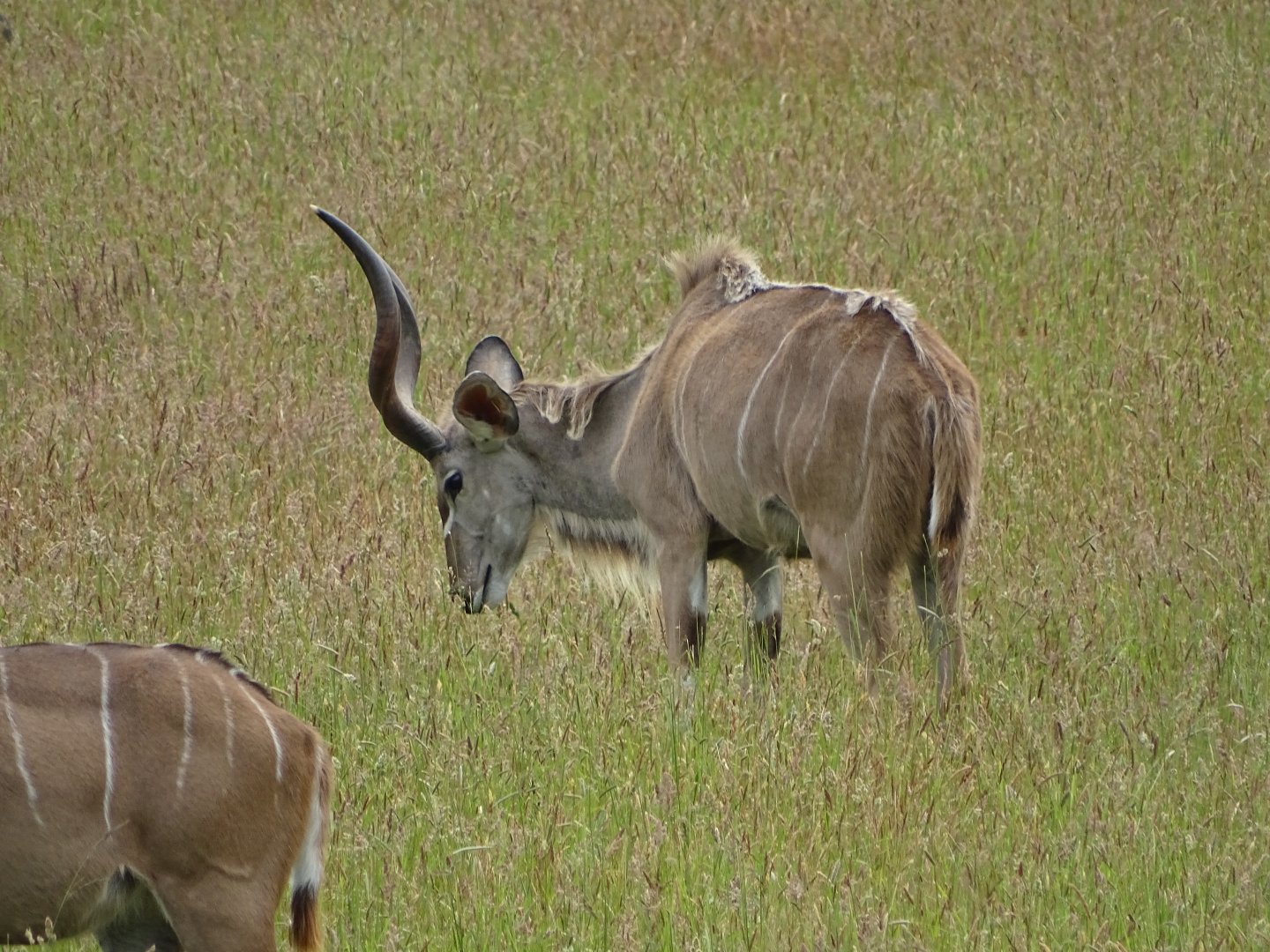 Greater kudu (Tragelaphus strepsiceros)