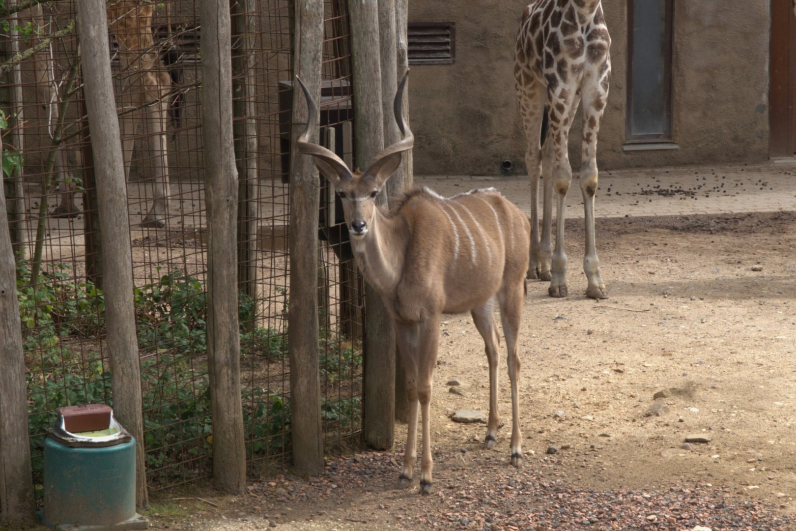 Greater Kudu (Tragelaphus strepsiceros)