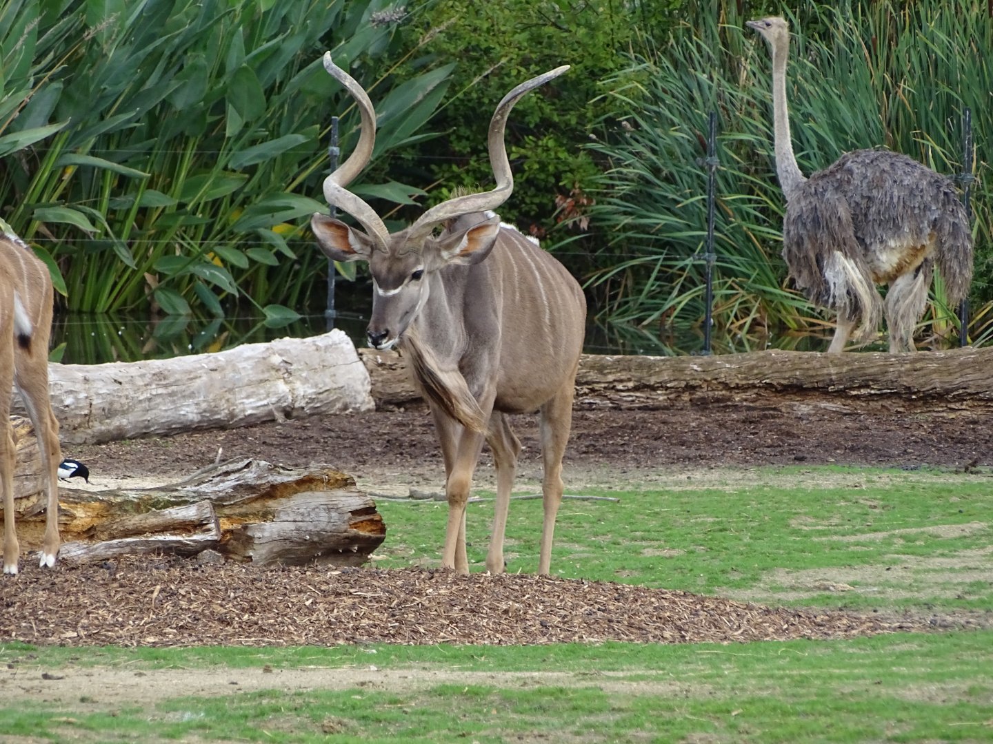 Greater kudu (Tragelaphus strepsiceros)