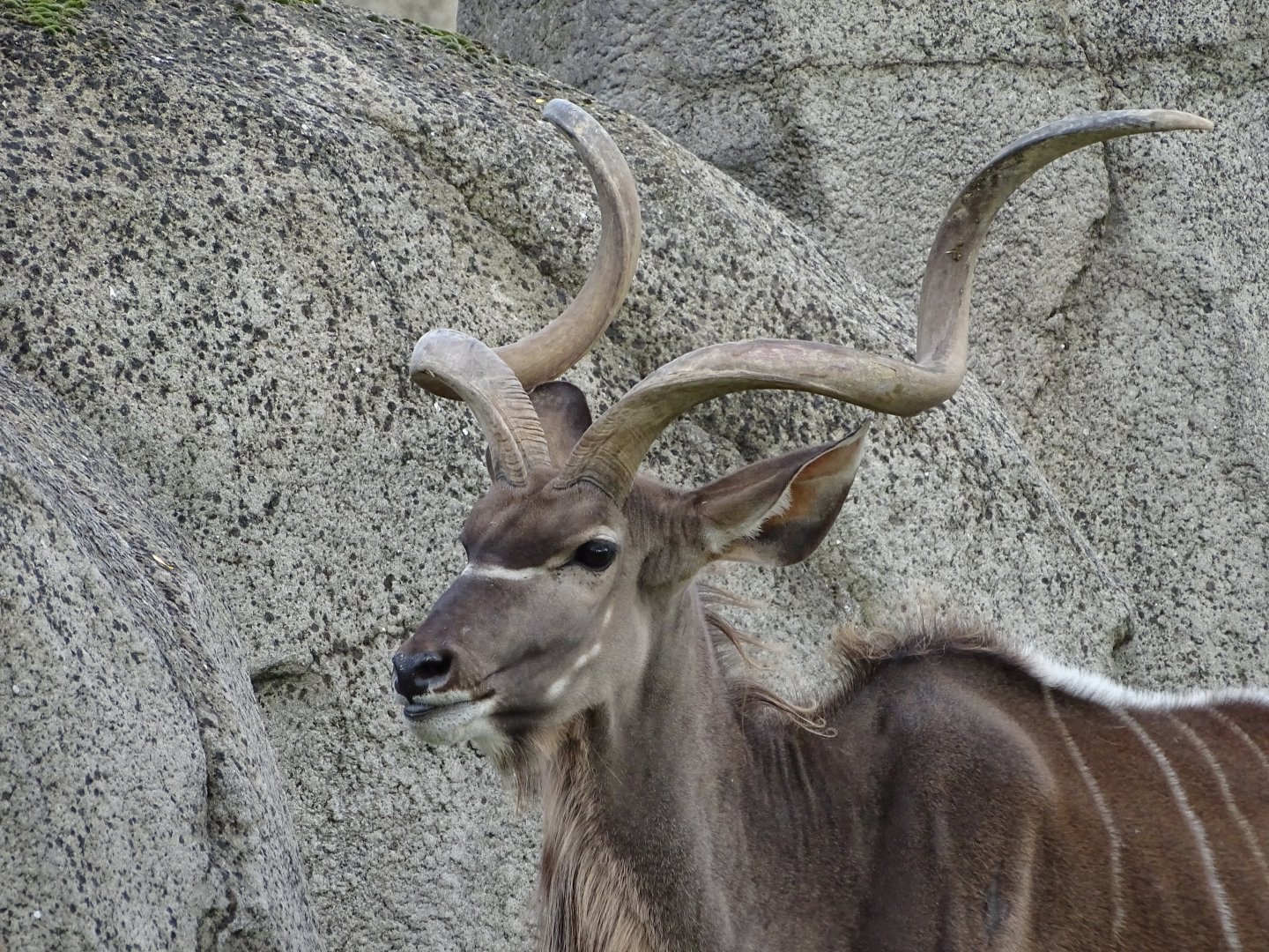 Greater kudu (Tragelaphus strepsiceros)