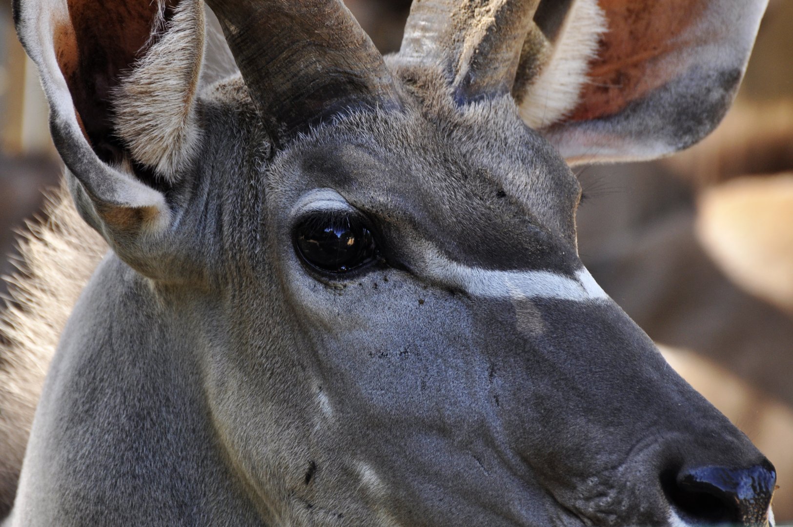 Greater kudu (Tragelaphus trepsiceros)