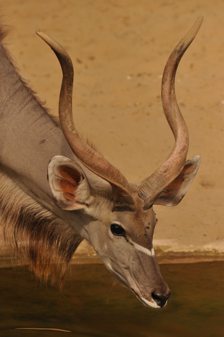 Greater kudu (Tragelaphus trepsiceros)