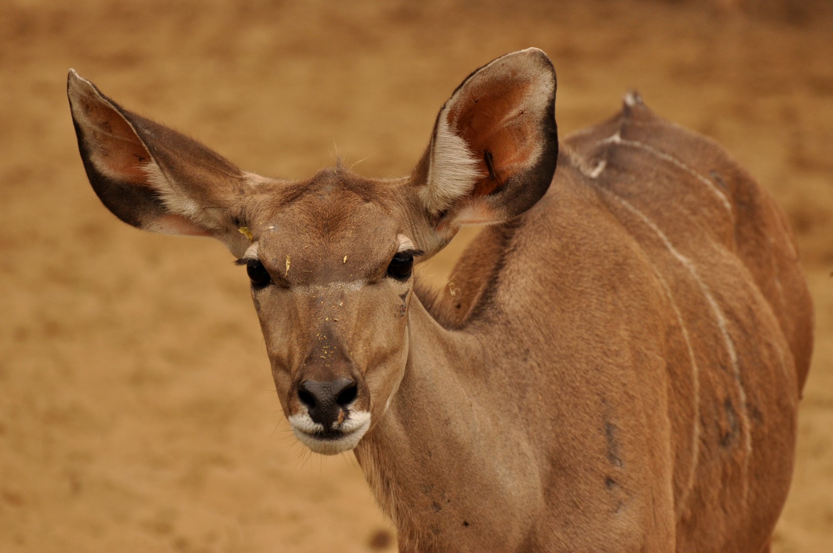 Greater kudu (Tragelaphus trepsiceros)