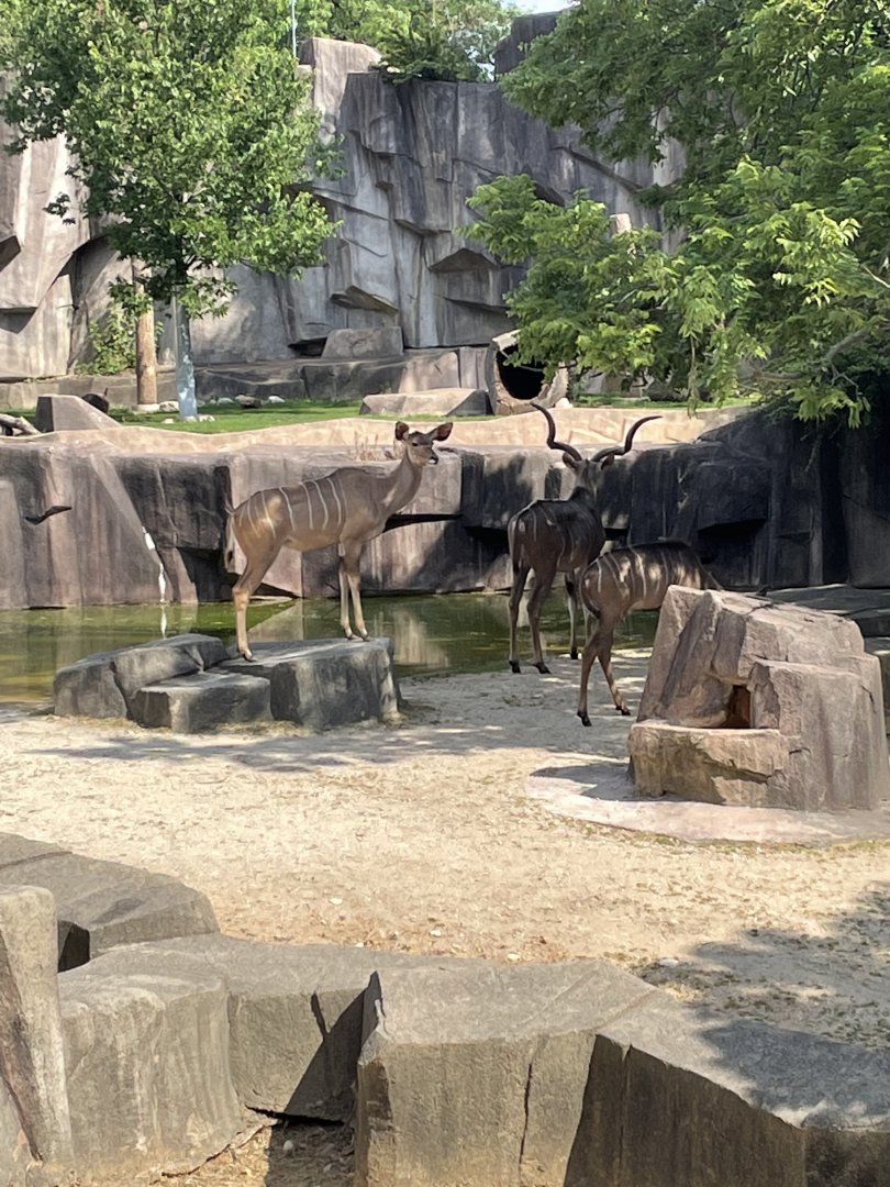 Greater Kudu Trio (6/23/21)