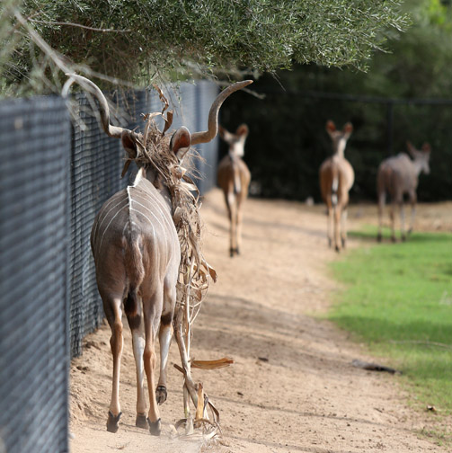 greater kudu wearing ornament