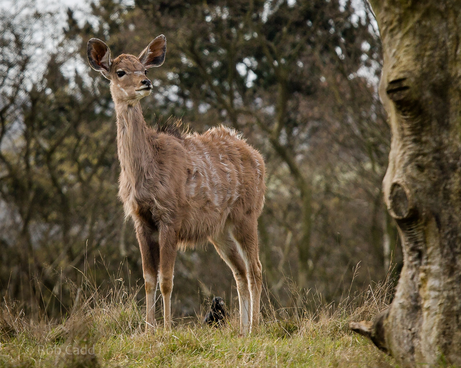 Greater kudu : Whipsnade : 01 Mar 2015
