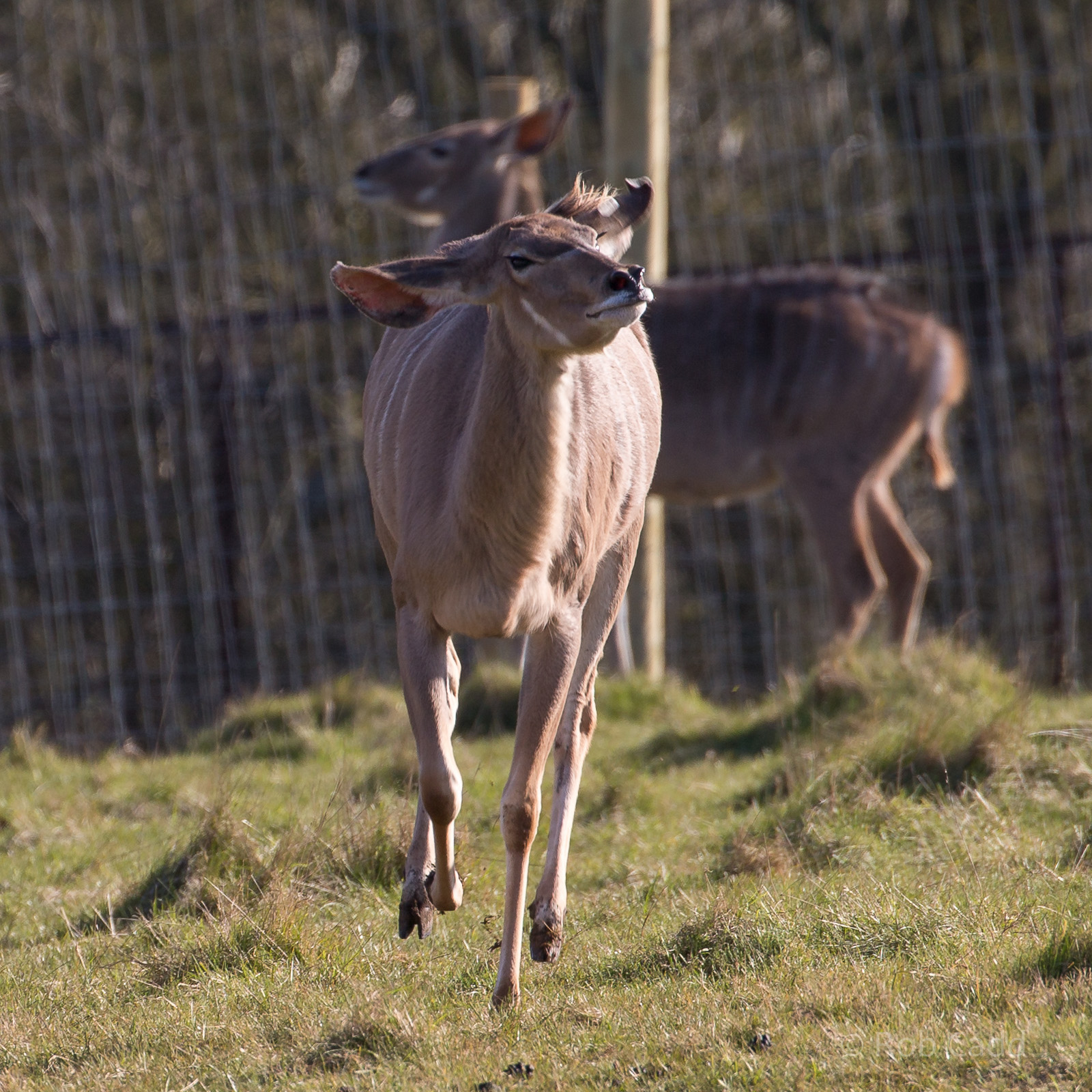 Greater kudu : Whipsnade : 14 Mar 2016