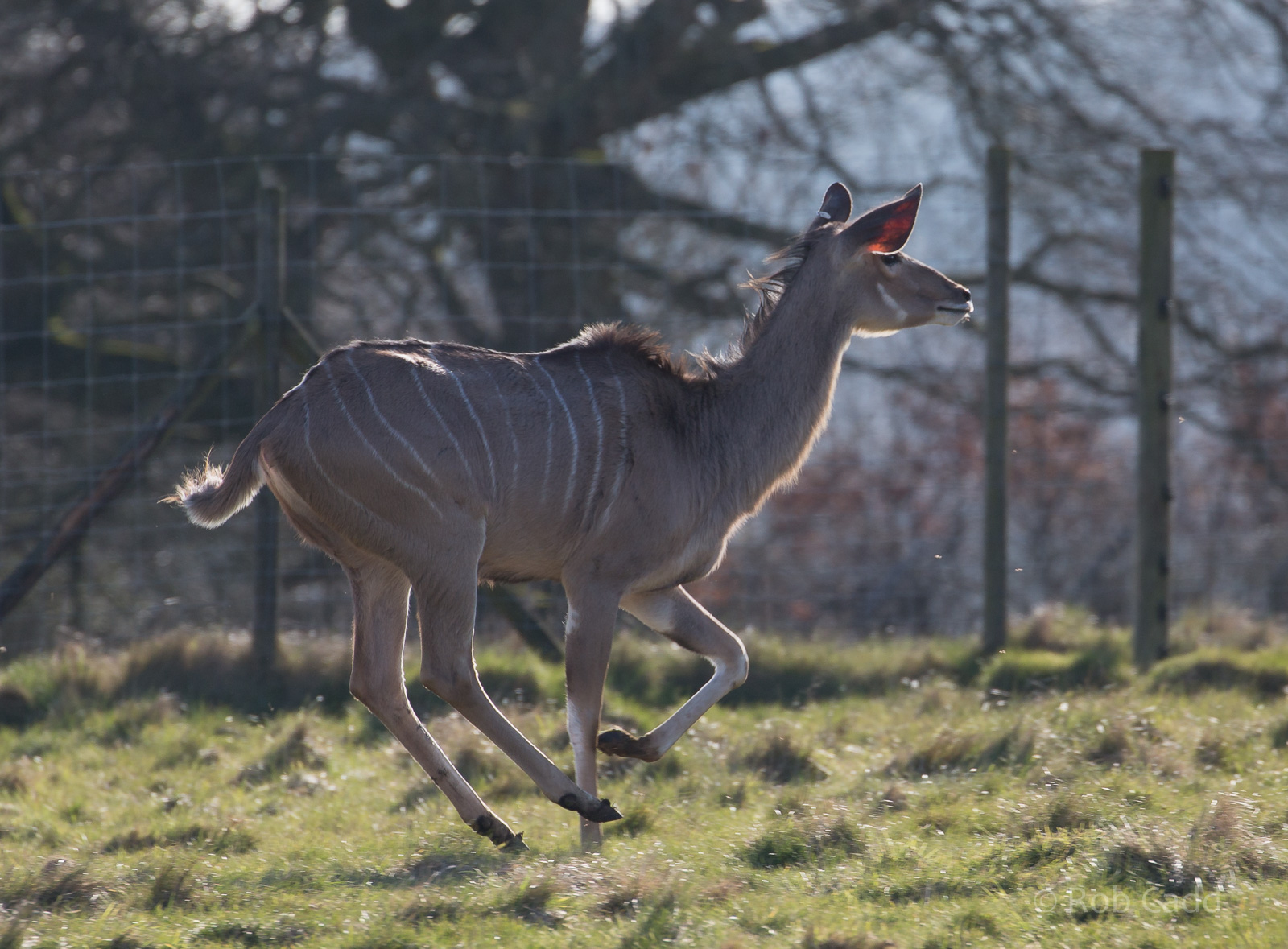 Greater kudu : Whipsnade : 14 Mar 2016