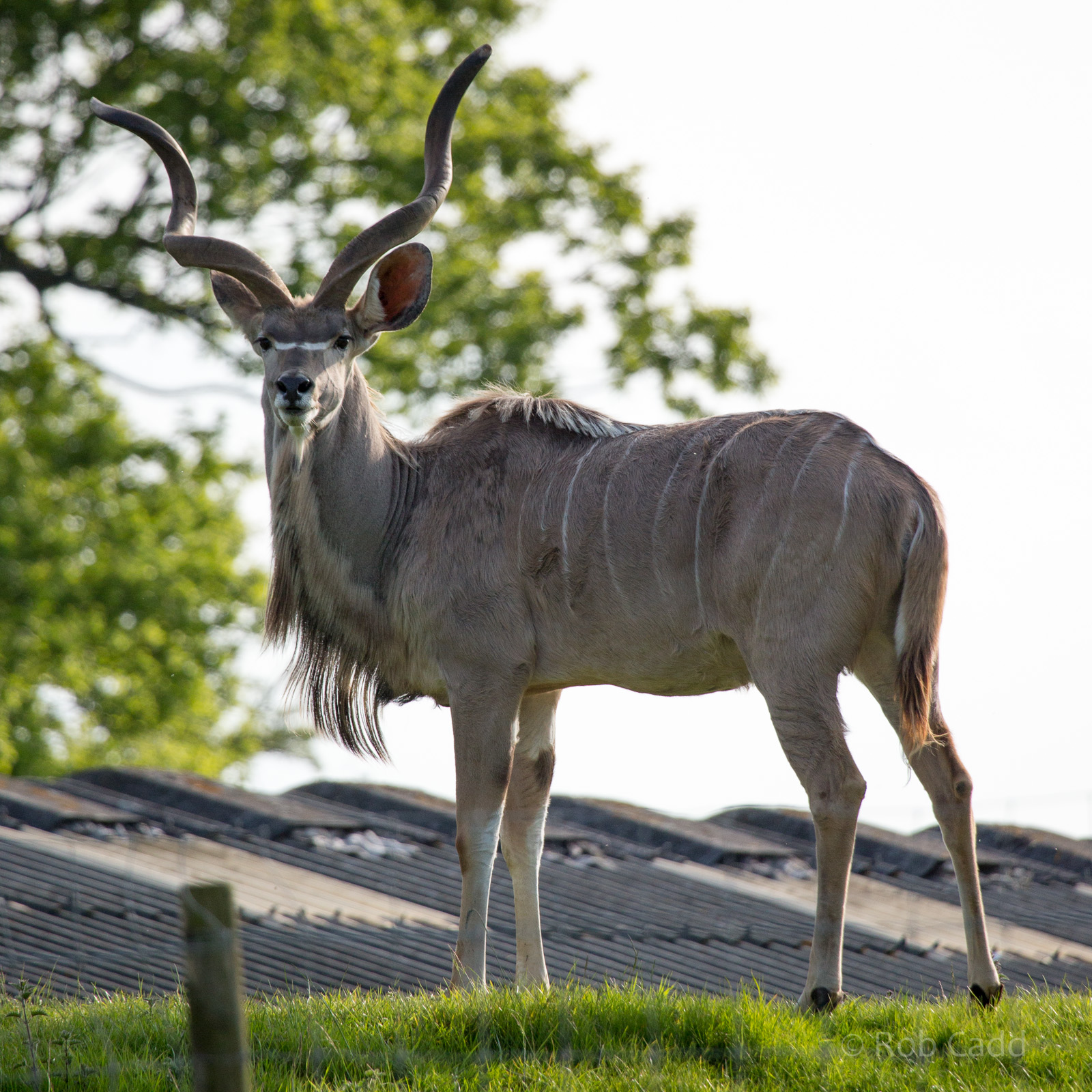 Greater kudu : Whipsnade : 16 May 2014