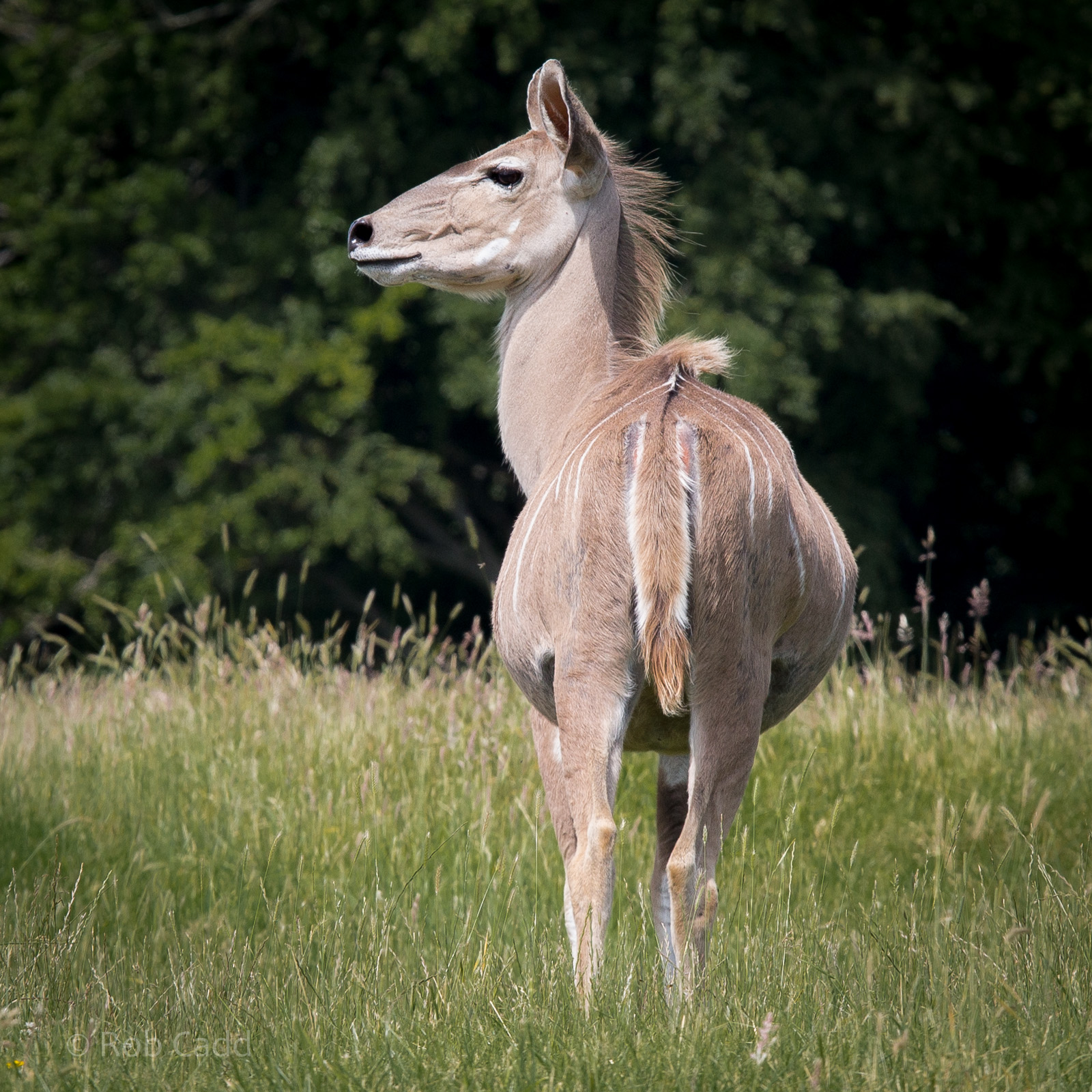 Greater kudu : Whipsnade : 22 Jun 2014