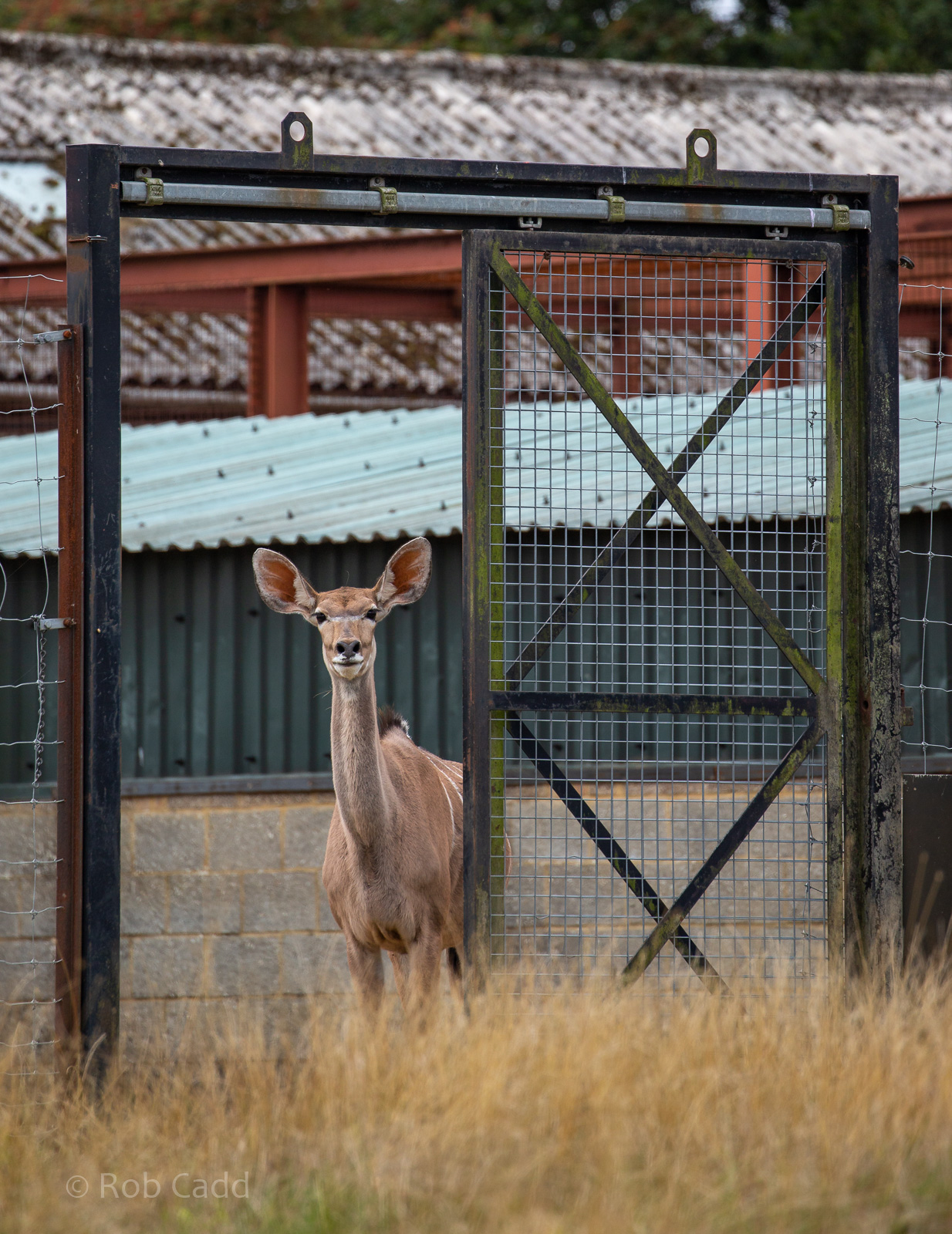 Greater kudu : Whipsnade : 27 Aug 2018
