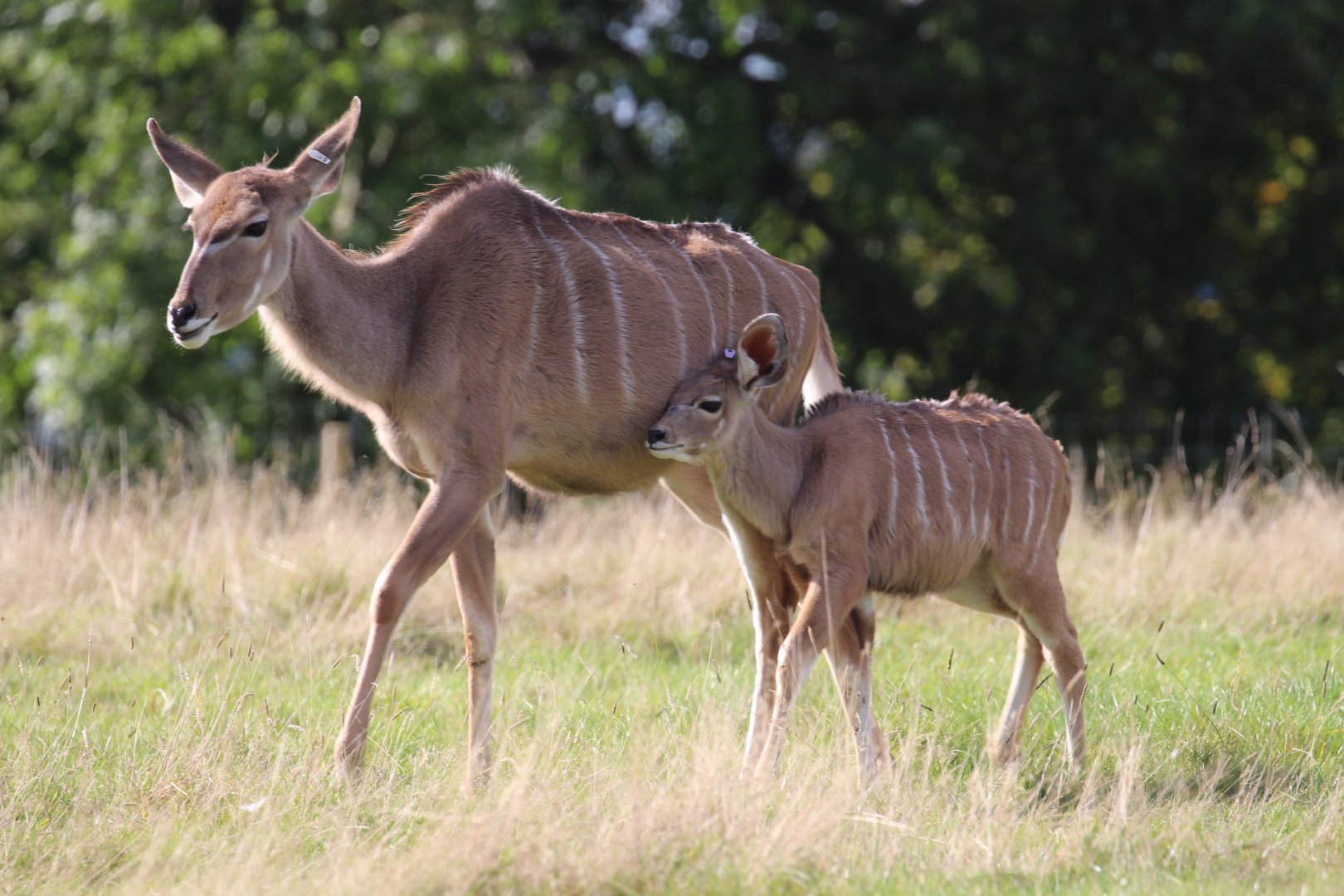 Greater Kudu, with calf, Oct 2016