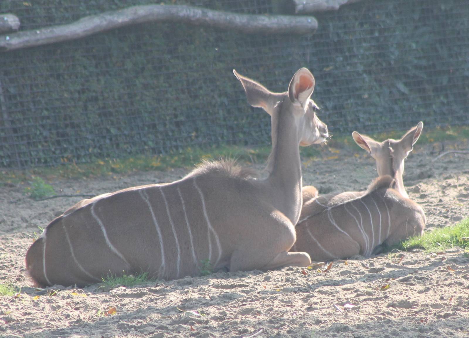 Greater kudu with young