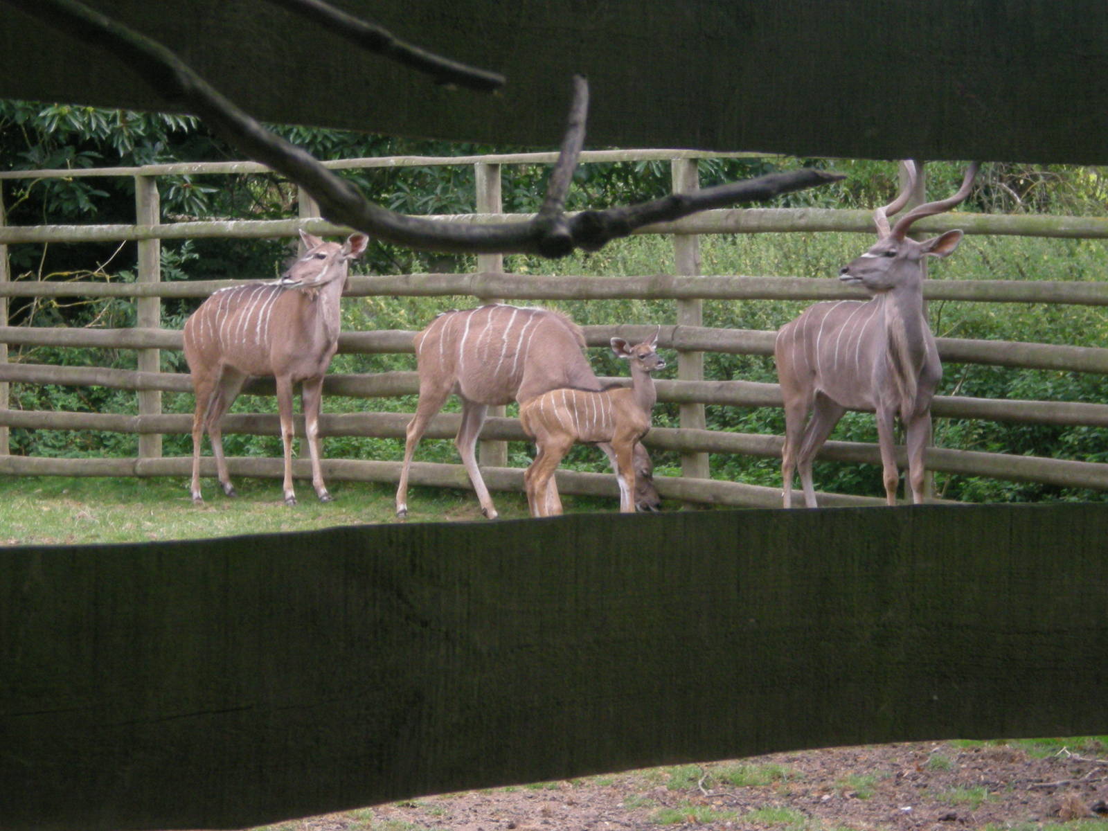 Greater Kudu with young