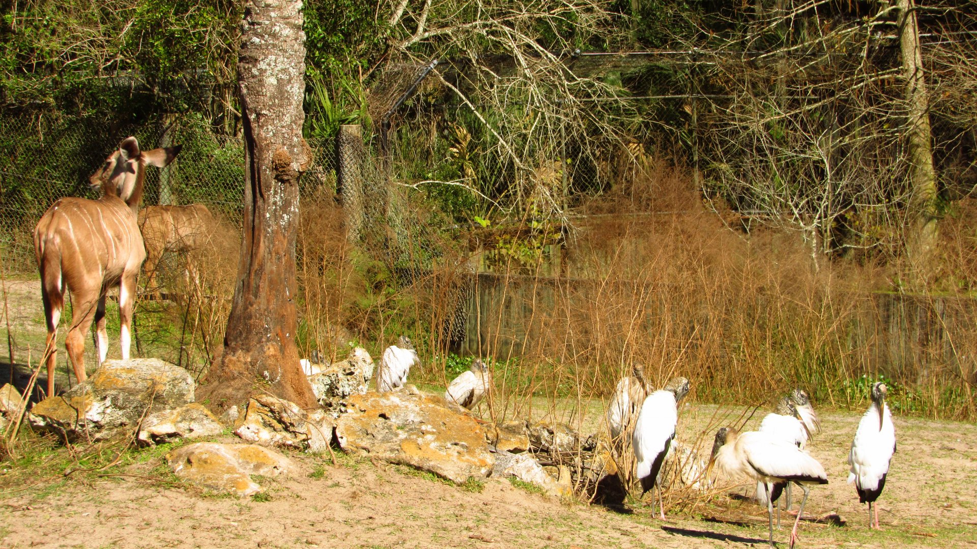 Greater Kudu & Wood Storks