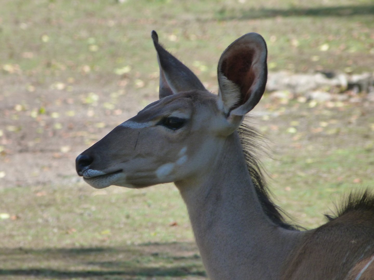 Greater kudu -Zoo Plzeň (2025)
