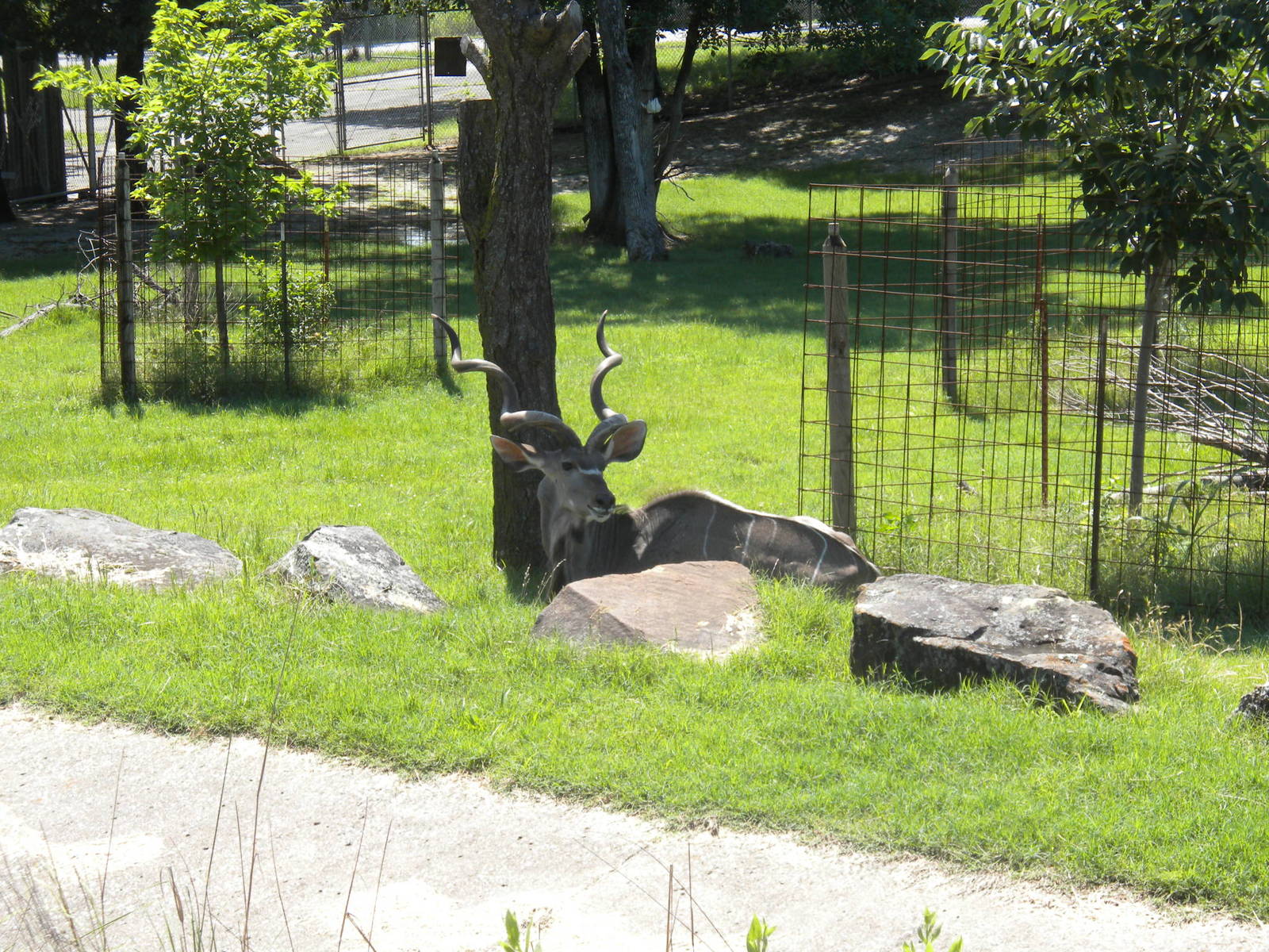 Greater Kudu