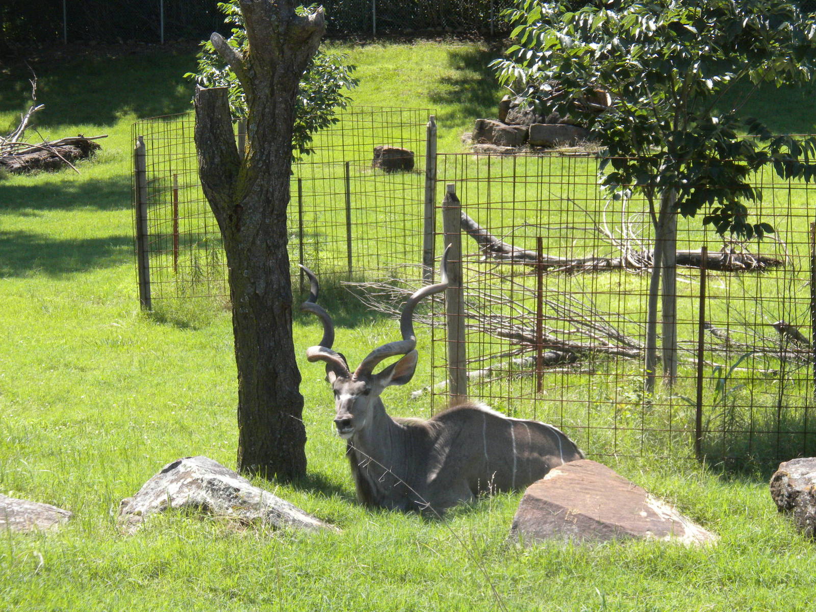 Greater Kudu