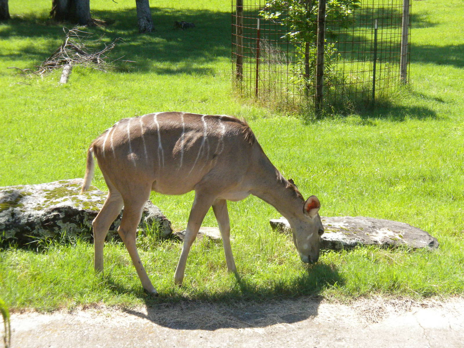 Greater Kudu