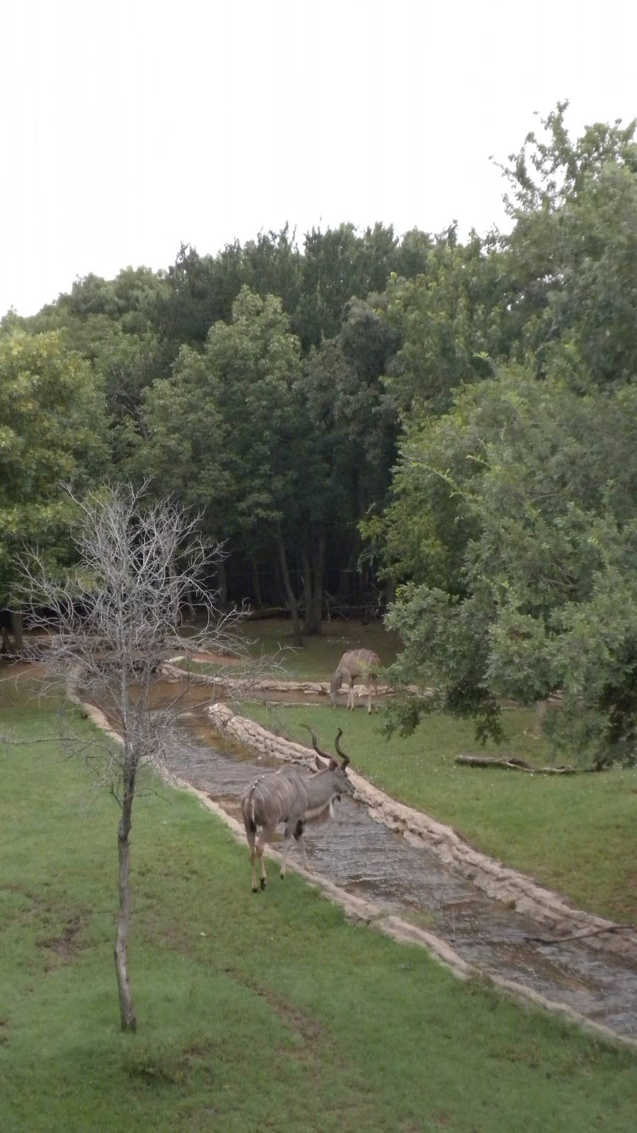 Greater Kudu