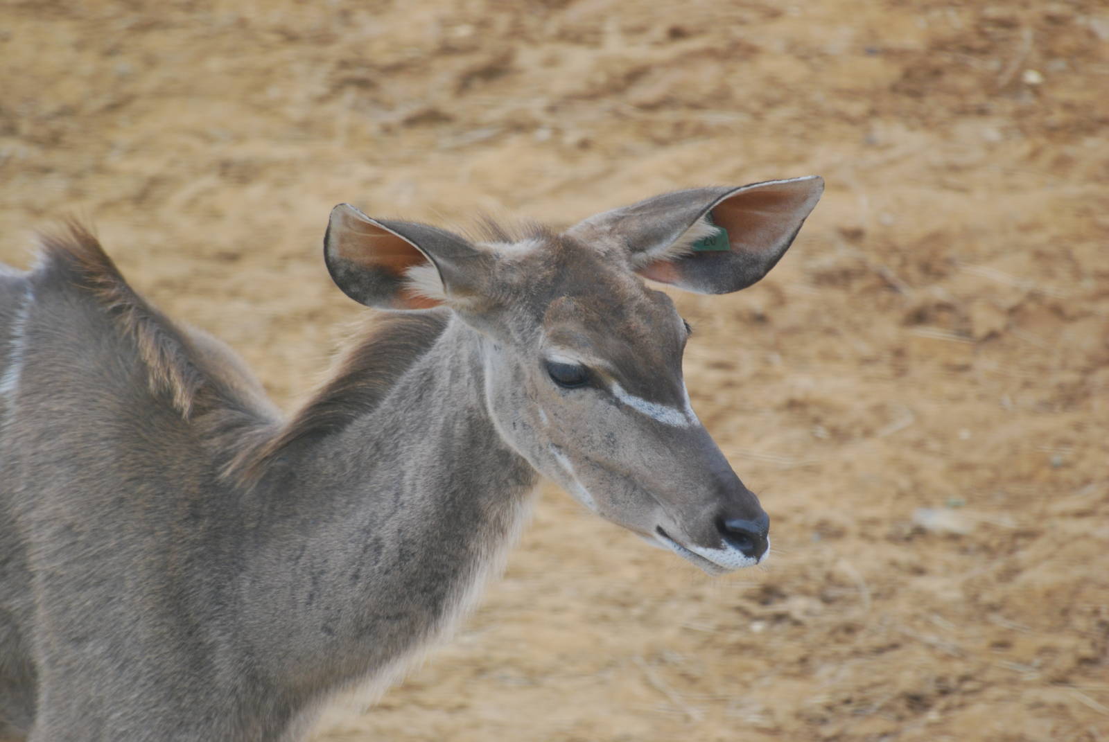 Greater kudu