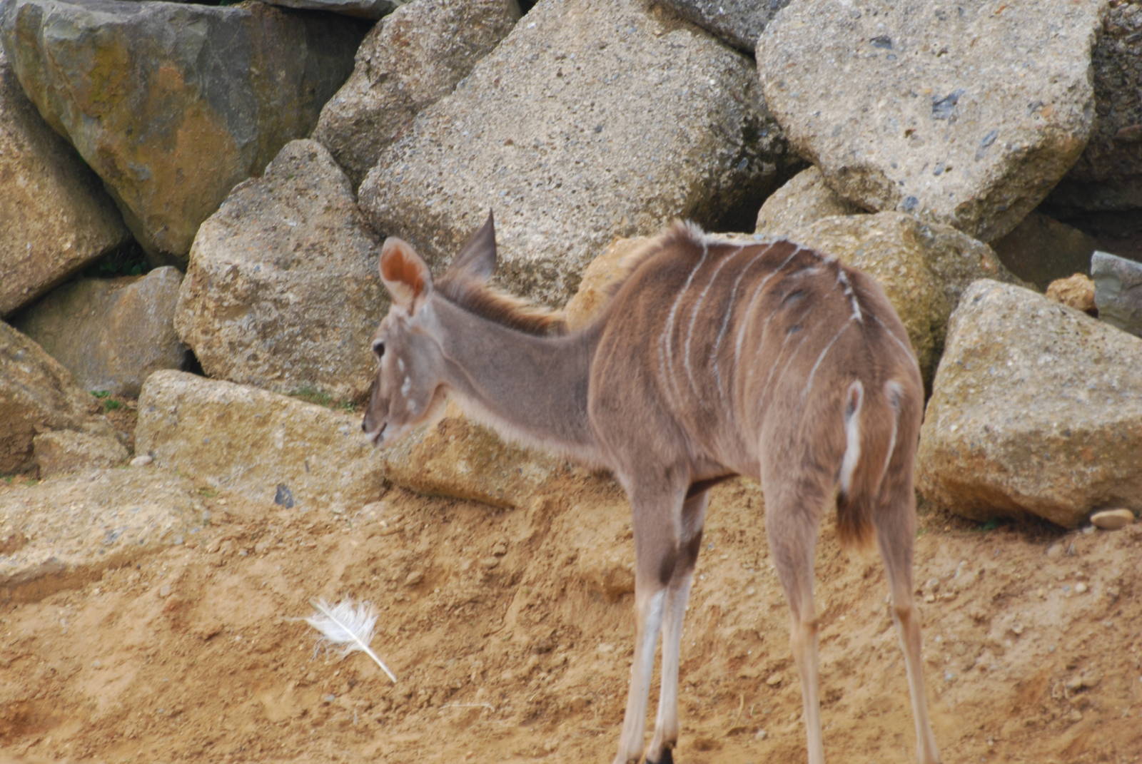 Greater kudu