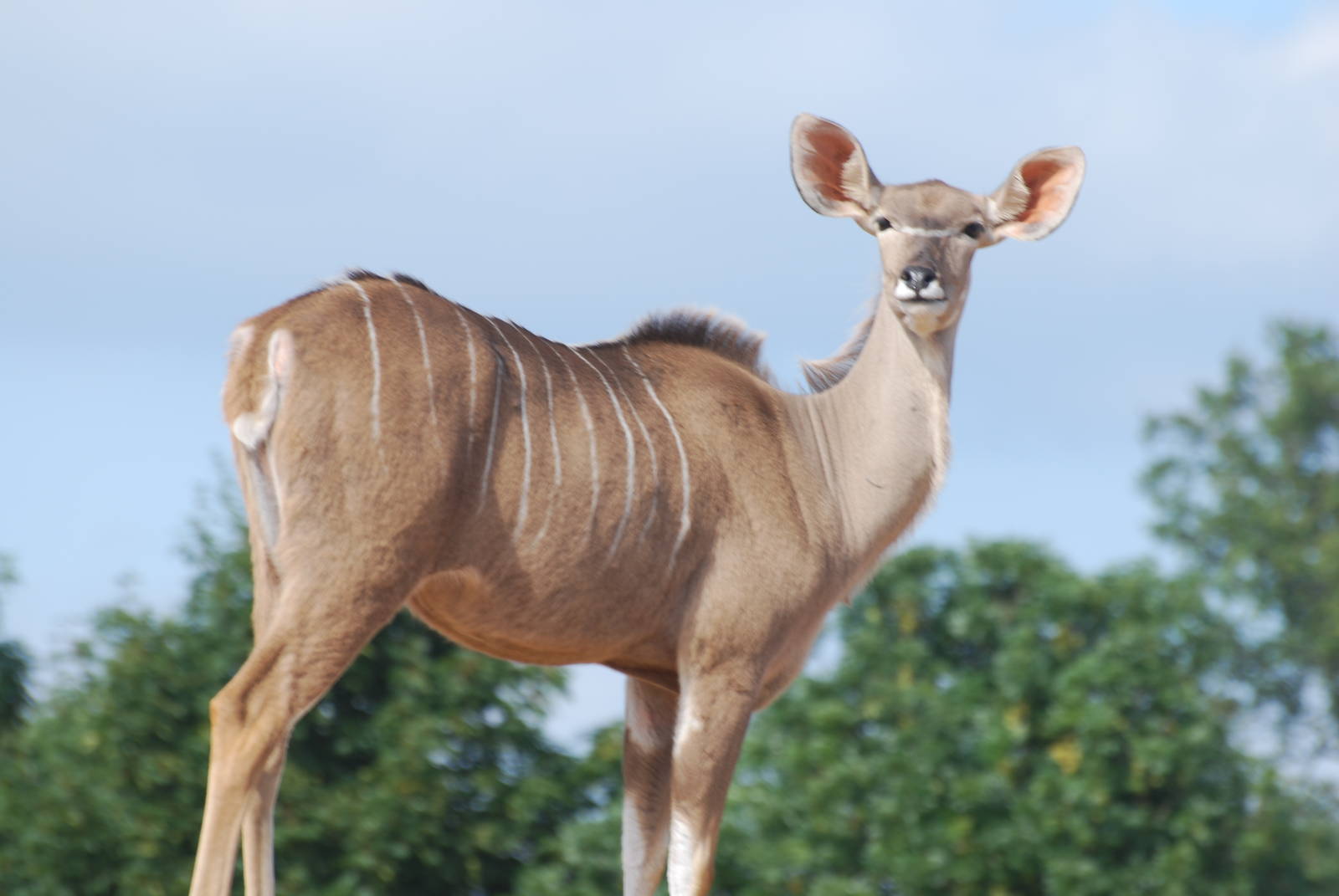 Greater kudu