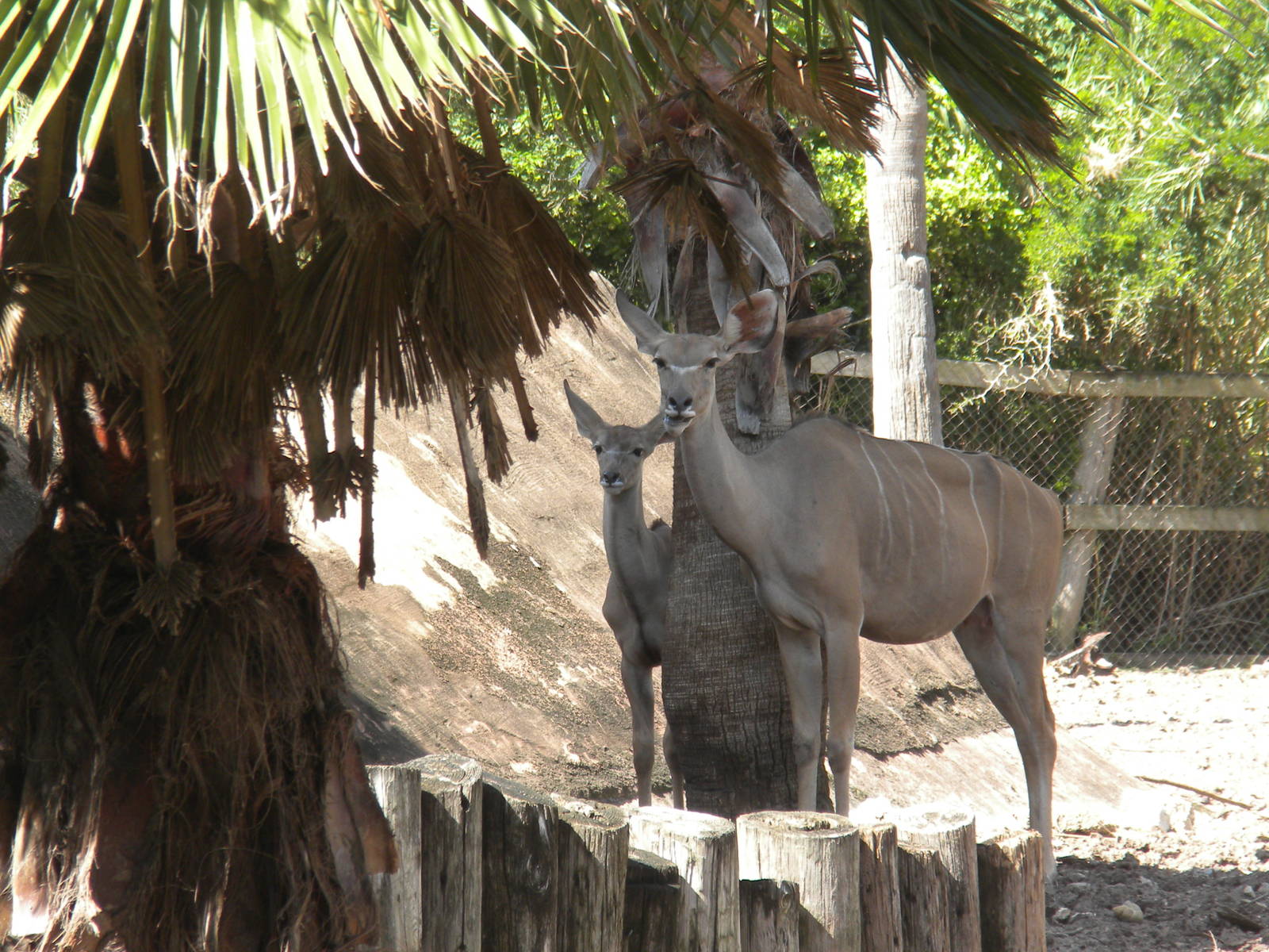 Greater Kudu