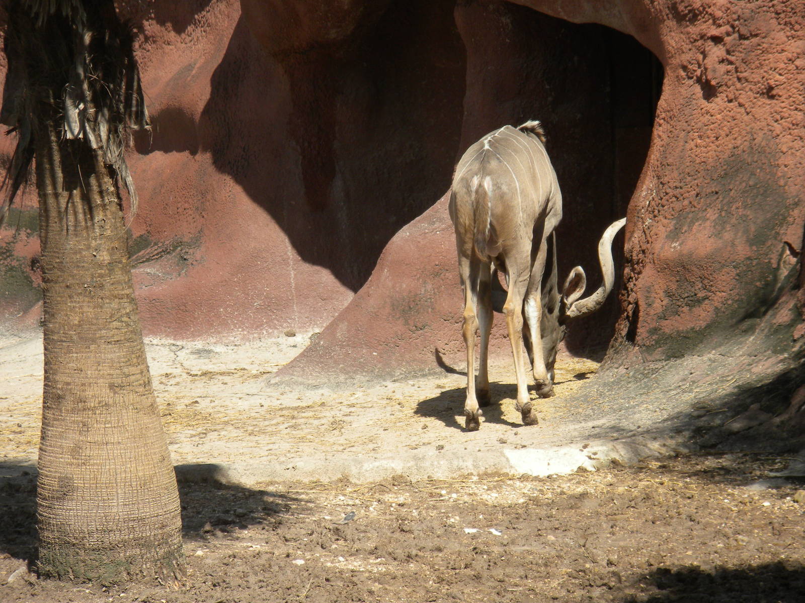 Greater Kudu