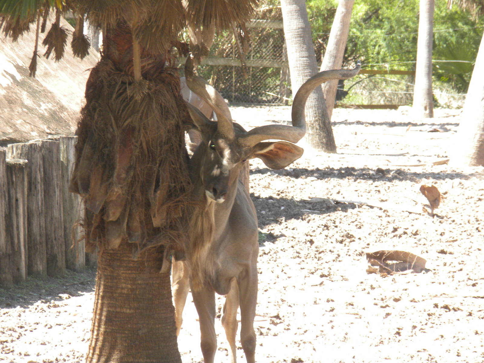 Greater Kudu
