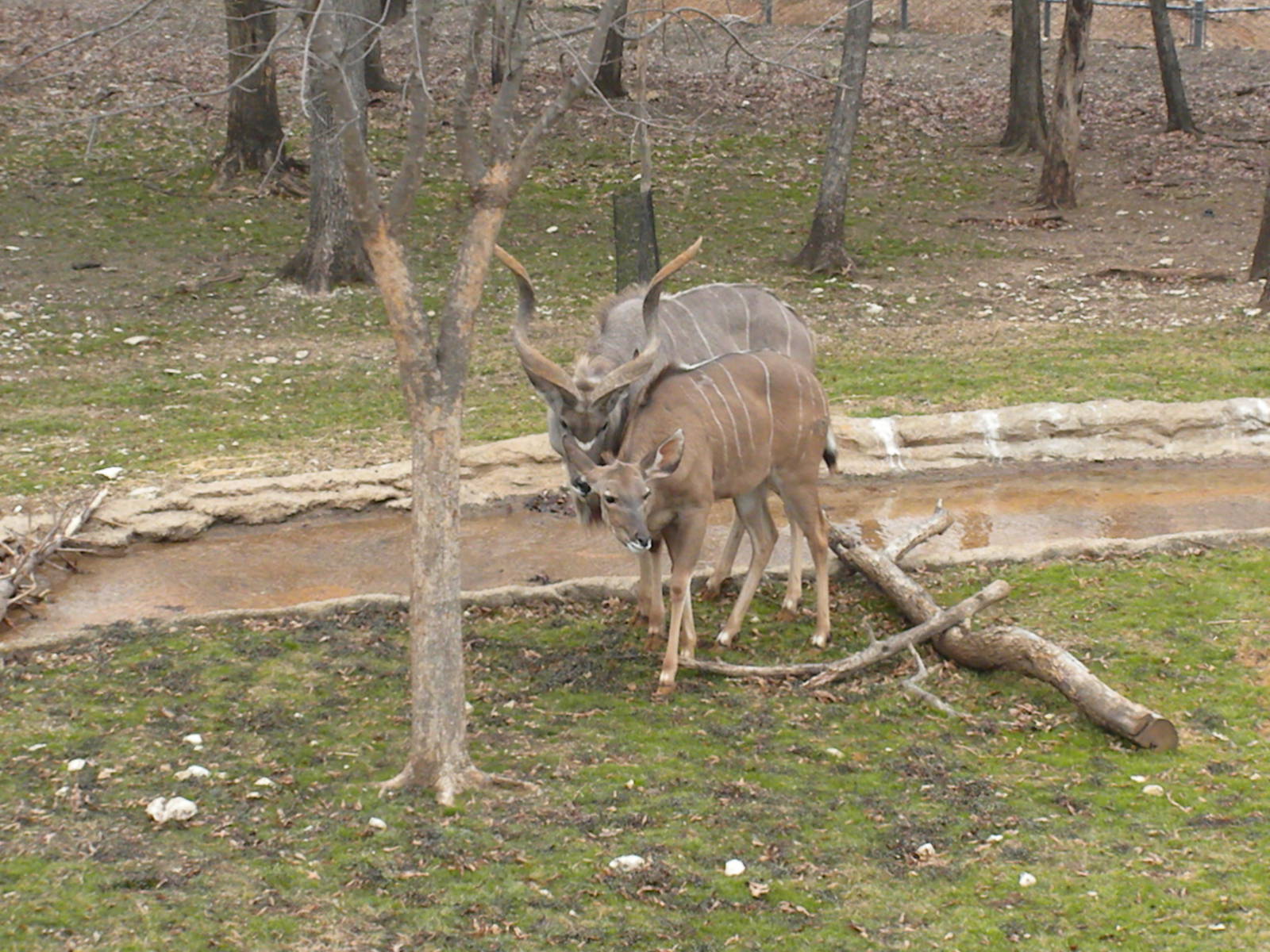 Greater Kudu