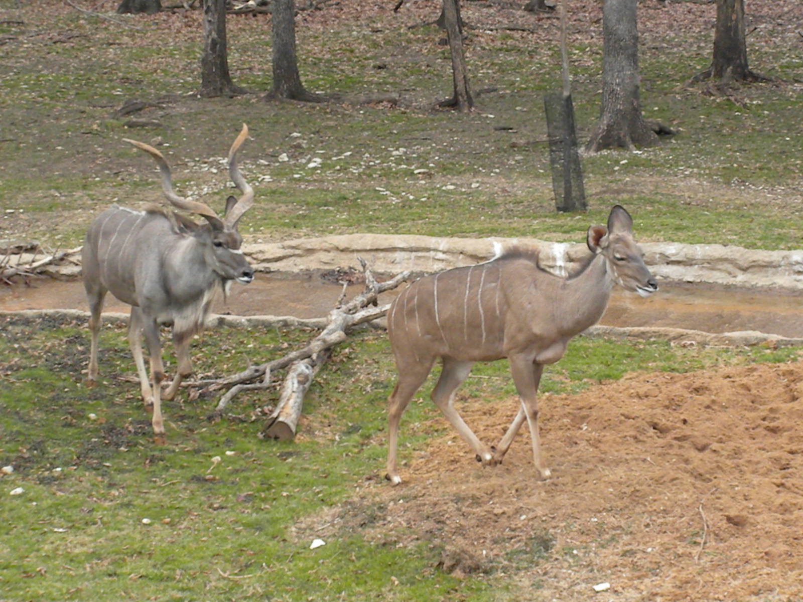 Greater Kudu