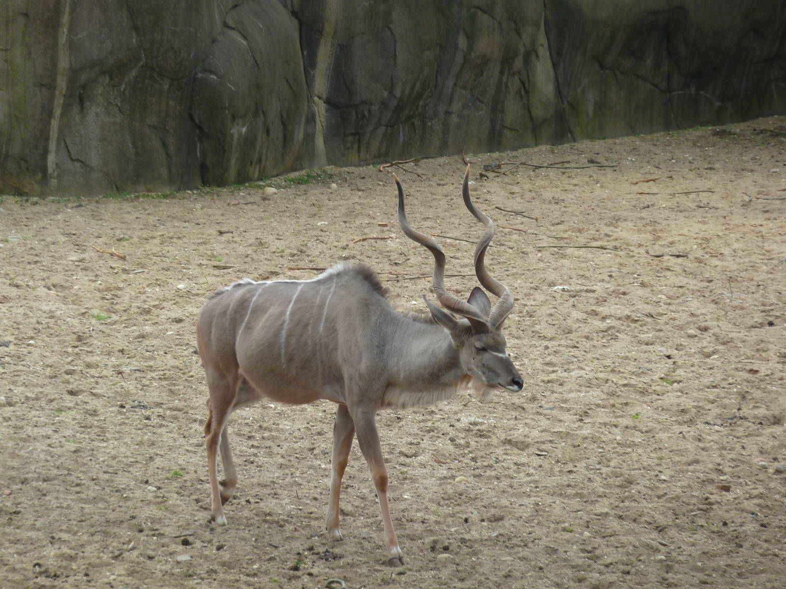 Greater kudu