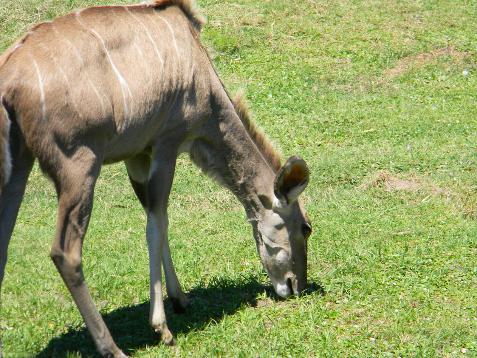 Greater Kudu